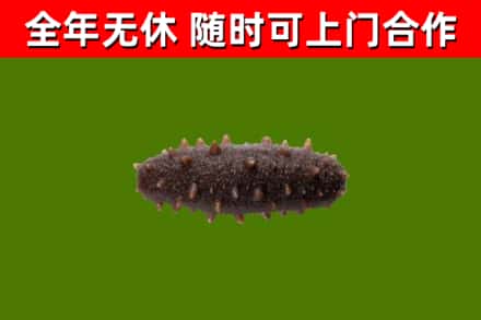 湄潭县回收海参干